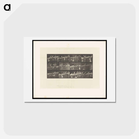 アートポストカード-Storks and Swans
 - エドワード マイブリッジ Postcard.