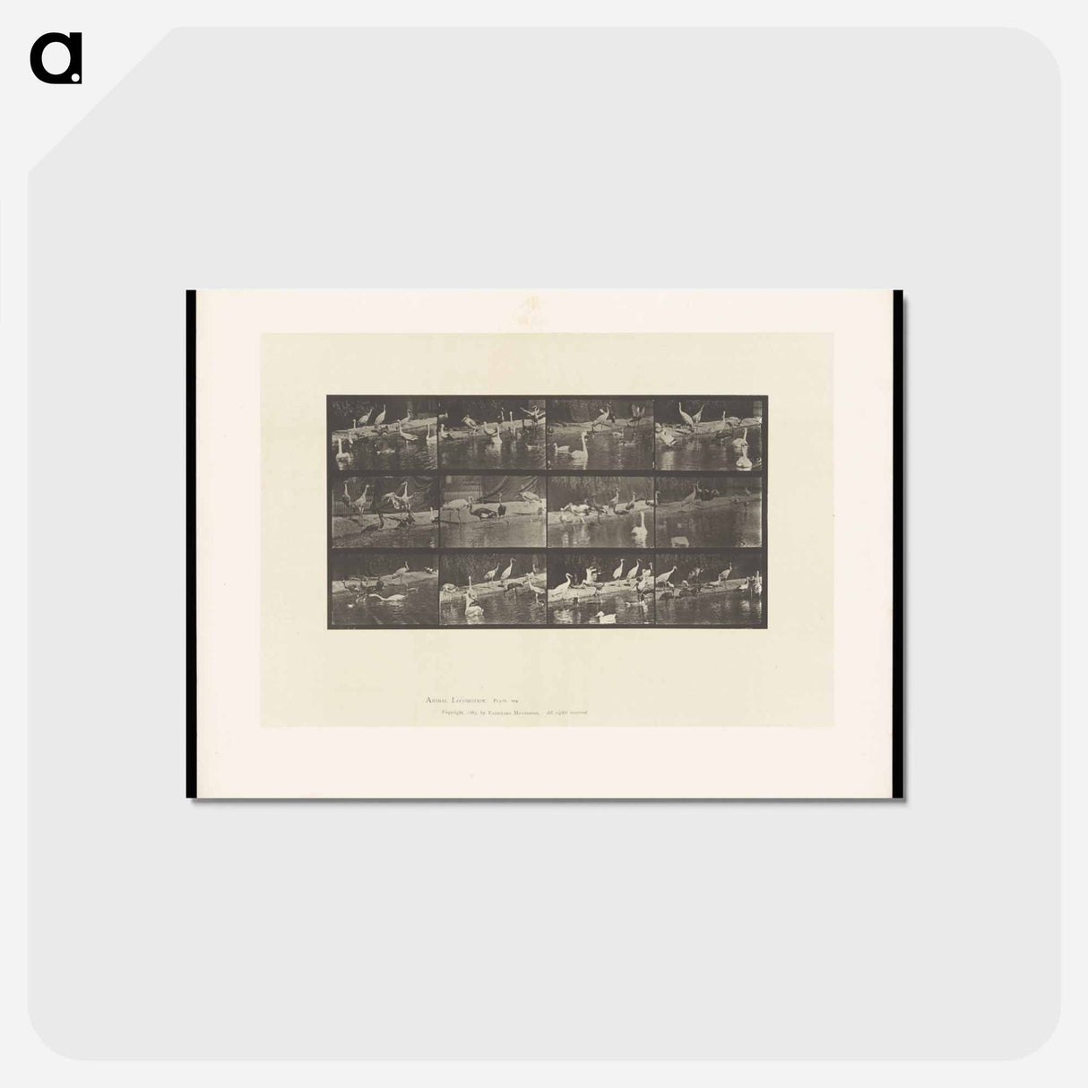 アートポストカード-Storks and Swans
 - エドワード マイブリッジ Postcard.