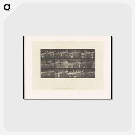 アートポストカード-Storks and Swans
 - エドワード マイブリッジ Postcard.