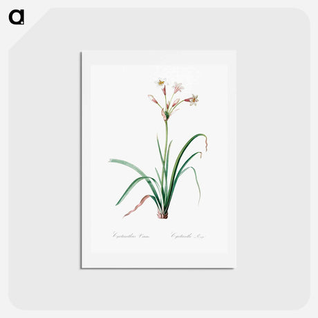 アートポストカード-Crytanthus vittatus - ピエール ジョゼフ ルドゥーテ Postcard.