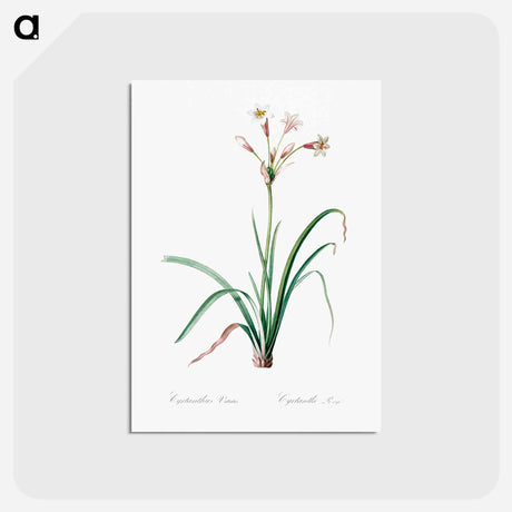 アートポストカード-Crytanthus vittatus - ピエール ジョゼフ ルドゥーテ Postcard.