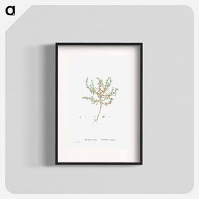 アートポスター-Crassula Rubens (Sedum Rubens) - ピエール ジョゼフ ルドゥーテ Poster.