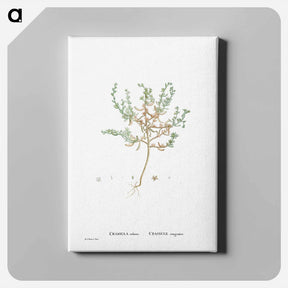 アートパネル-Crassula Rubens (Sedum Rubens) - ピエール ジョゼフ ルドゥーテ Canvas.