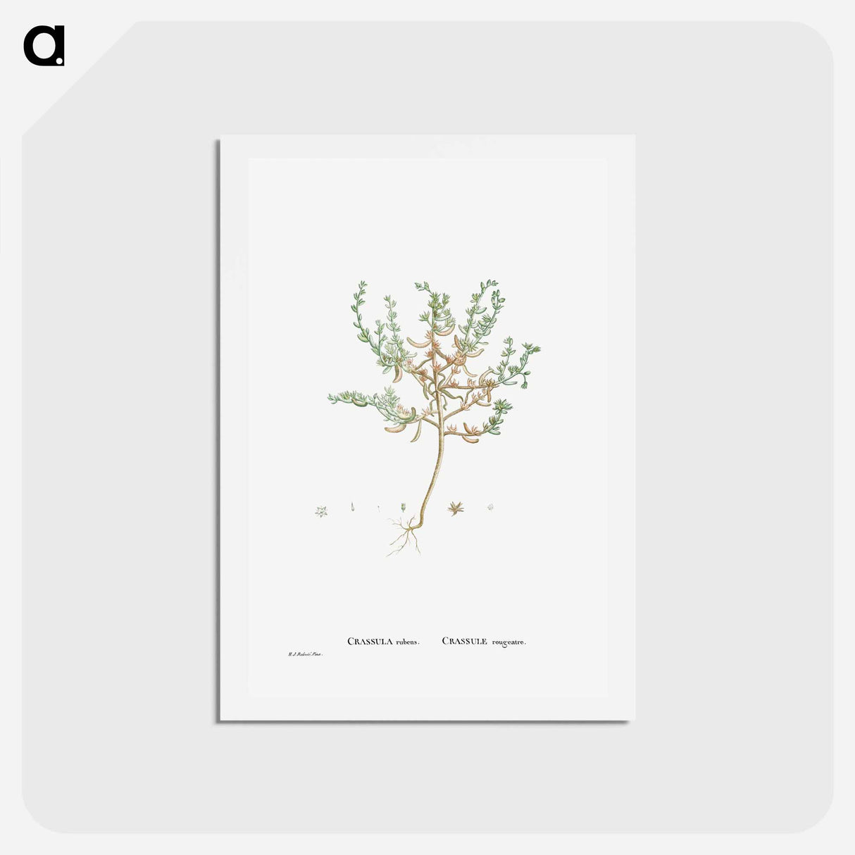 アートポストカード-Crassula Rubens (Sedum Rubens) - ピエール ジョゼフ ルドゥーテ Postcard.