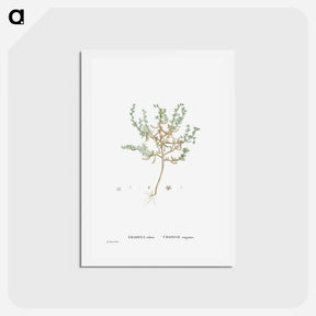 アートポストカード-Crassula Rubens (Sedum Rubens) - ピエール ジョゼフ ルドゥーテ Postcard.
