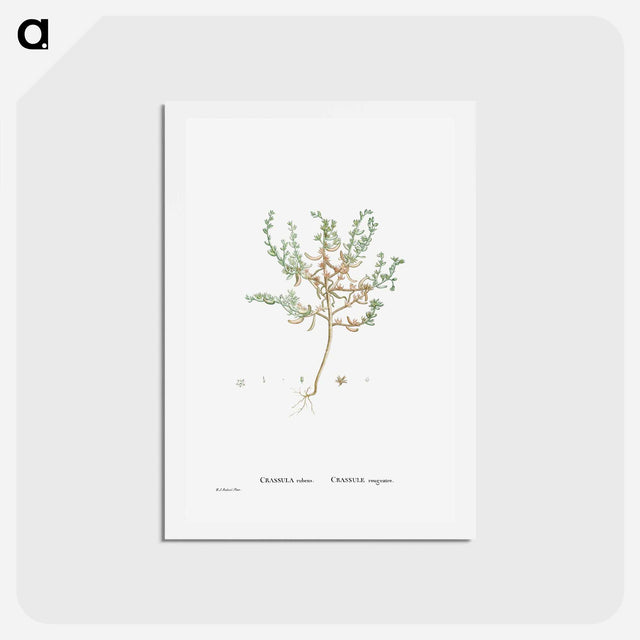 アートポストカード-Crassula Rubens (Sedum Rubens) - ピエール ジョゼフ ルドゥーテ Postcard.