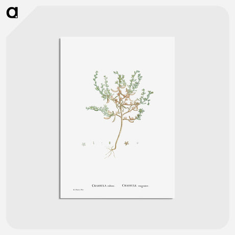 アートポストカード-Crassula Rubens (Sedum Rubens) - ピエール ジョゼフ ルドゥーテ Postcard.