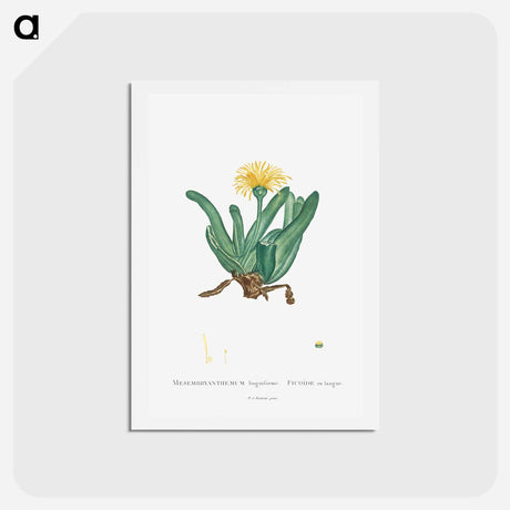 アートポストカード-Mesembryanthemum Linguiforme - ピエール ジョゼフ ルドゥーテ Postcard.