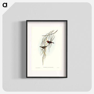 Sanguineous Honey-eater
 - ジョン グールド Poster.
