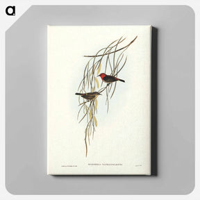 アートパネル-Sanguineous Honey-eater
 - ジョン グールド Canvas.