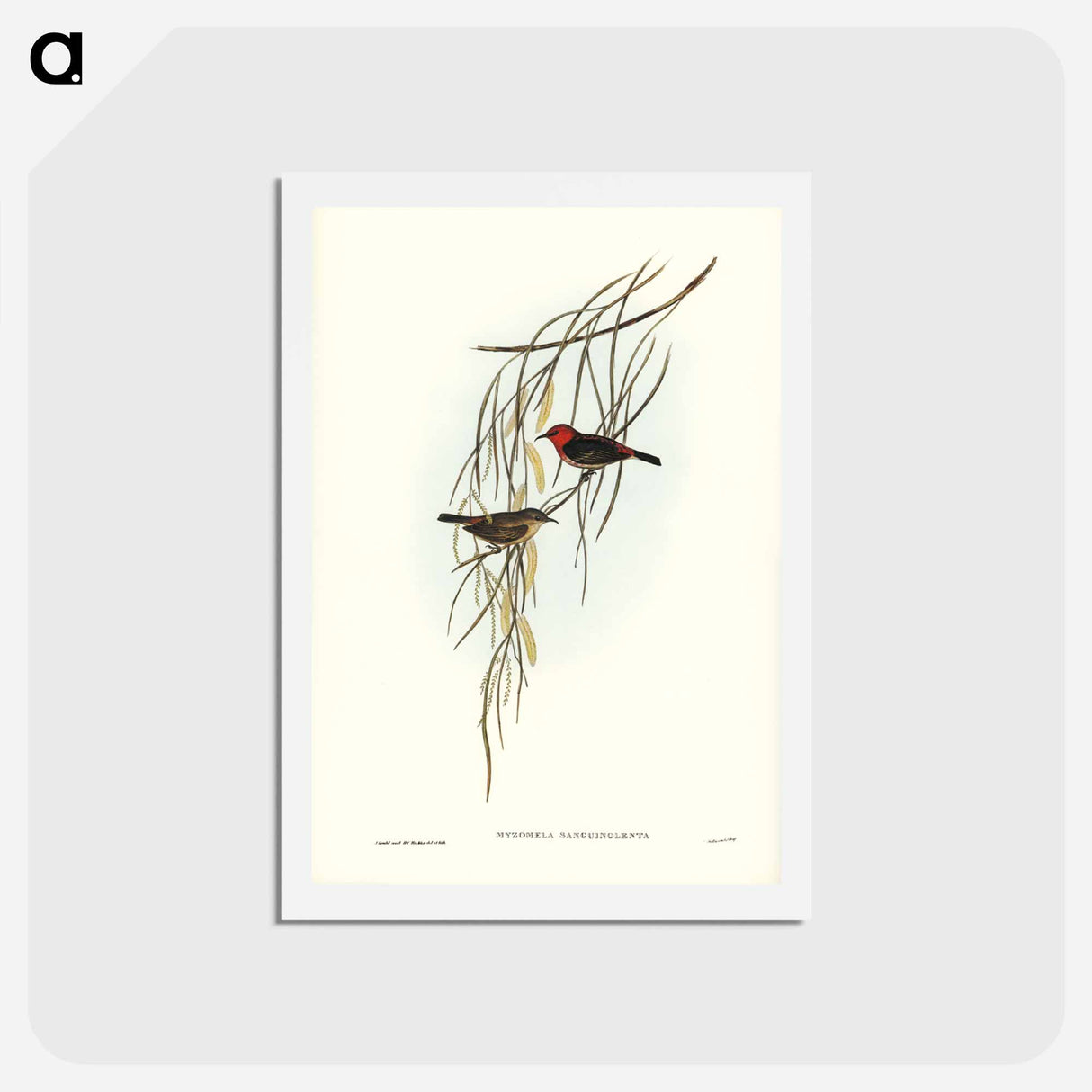 アートポストカード-Sanguineous Honey-eater
 - ジョン グールド Postcard.