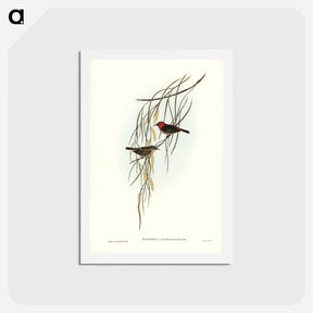 アートポストカード-Sanguineous Honey-eater
 - ジョン グールド Postcard.