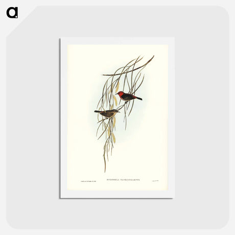 アートポストカード-Sanguineous Honey-eater
 - ジョン グールド Postcard.