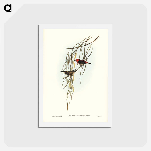 アートポストカード-Sanguineous Honey-eater
 - ジョン グールド Postcard.