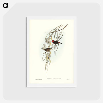Sanguineous Honey-eater
 - ジョン グールド Postcard.