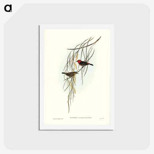 Sanguineous Honey-eater
 - ジョン グールド Postcard.