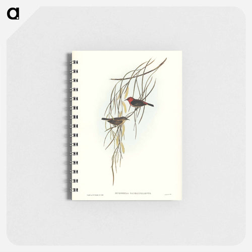Sanguineous Honey-eater
 - John Gould Memo.