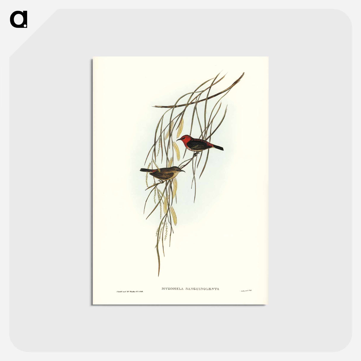 アートポストカード-Sanguineous Honey-eater
 - ジョン グールド Postcard.