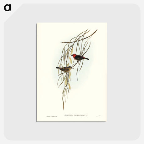 アートポストカード-Sanguineous Honey-eater
 - ジョン グールド Postcard.