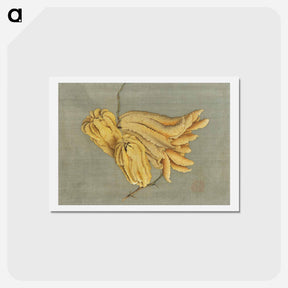 アートポストカード-Buddha's Hand Citron, Busshukan - 葛飾 北斎 Postcard.