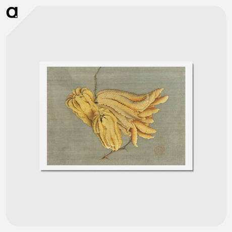 アートポストカード-Buddha's Hand Citron, Busshukan - 葛飾 北斎 Postcard.