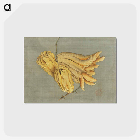 アートポストカード-Buddha's Hand Citron, Busshukan - 葛飾 北斎 Postcard.
