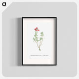Mesembryanthemum Tuberosum (Donkey Mesemb) - Pierre Joseph Redouté Poster.