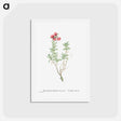 アートポストカード-Mesembryanthemum Tuberosum (Donkey Mesemb) - ピエール ジョゼフ ルドゥーテ Postcard.