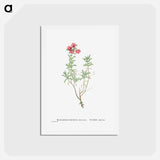 アートポストカード-Mesembryanthemum Tuberosum (Donkey Mesemb) - ピエール ジョゼフ ルドゥーテ Postcard.