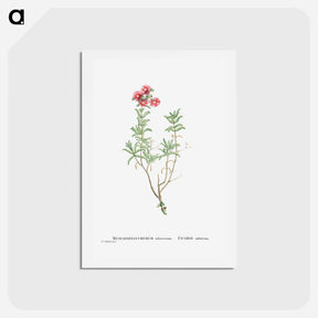アートポストカード-Mesembryanthemum Tuberosum (Donkey Mesemb) - ピエール ジョゼフ ルドゥーテ Postcard.