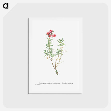 アートポストカード-Mesembryanthemum Tuberosum (Donkey Mesemb) - ピエール ジョゼフ ルドゥーテ Postcard.