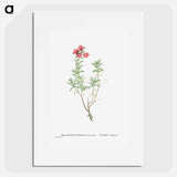 Mesembryanthemum Tuberosum (Donkey Mesemb) - Pierre Joseph Redouté Poster.