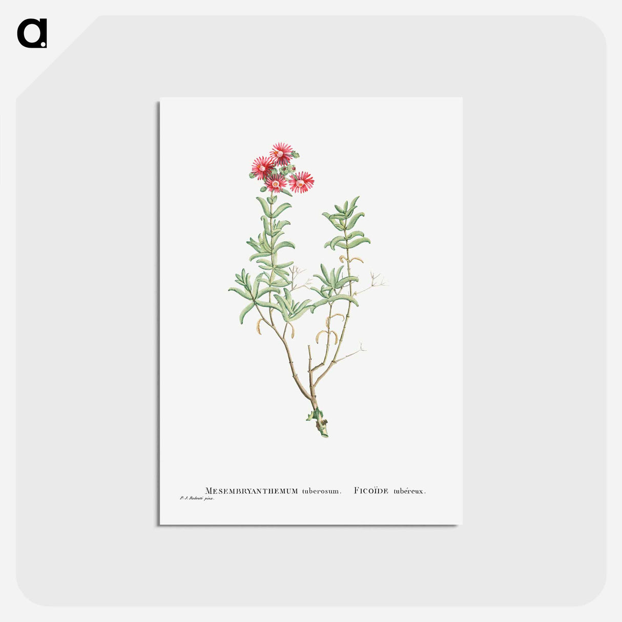 アートポストカード-Mesembryanthemum Tuberosum (Donkey Mesemb) - ピエール ジョゼフ ルドゥーテ Postcard.