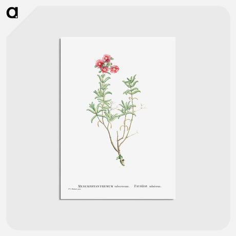 アートポストカード-Mesembryanthemum Tuberosum (Donkey Mesemb) - ピエール ジョゼフ ルドゥーテ Postcard.