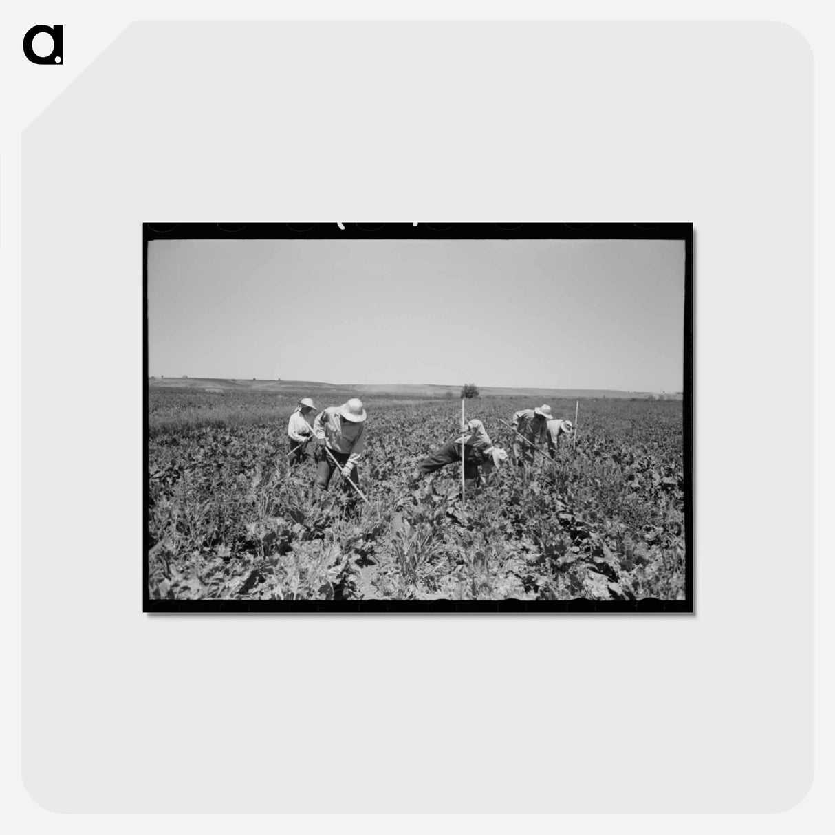 アートポストカード-Sugar Beet Workers
 - ラッセル リー Postcard.