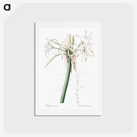 アートポストカード-Poison bulb illustration - ピエール ジョゼフ ルドゥーテ Postcard.