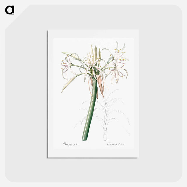 アートポストカード-Poison bulb illustration - ピエール ジョゼフ ルドゥーテ Postcard.