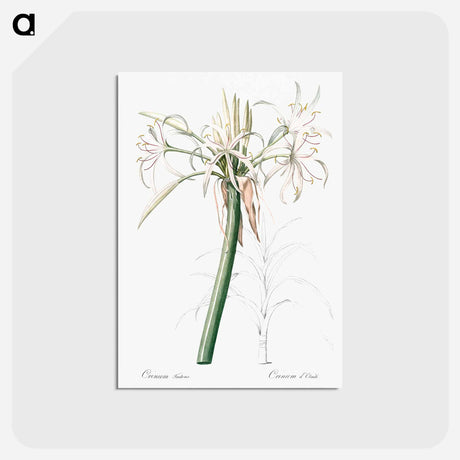 アートポストカード-Poison bulb illustration - ピエール ジョゼフ ルドゥーテ Postcard.