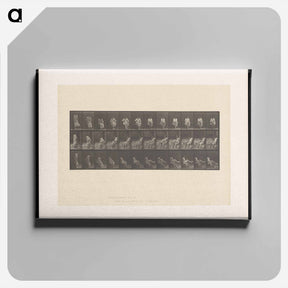 アートパネル-Woman Putting on Stocking
 - エドワード マイブリッジ Canvas.