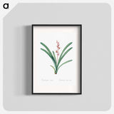 Boat orchid illustration - Pierre Joseph Redouté Poster.