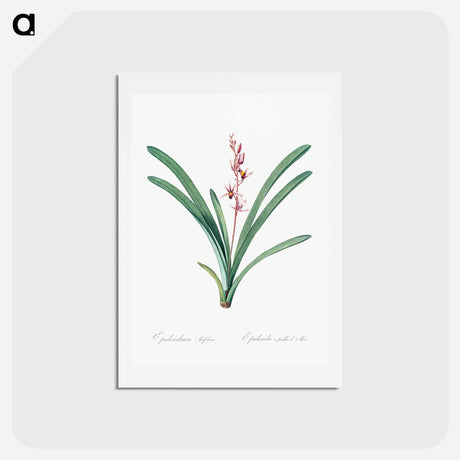 アートポストカード-Boat orchid illustration - ピエール ジョゼフ ルドゥーテ Postcard.