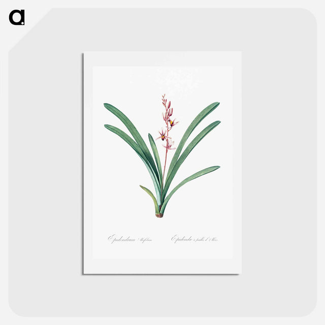 アートポストカード-Boat orchid illustration - ピエール ジョゼフ ルドゥーテ Postcard.
