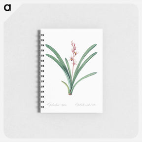 アートメモ帳-Boat orchid illustration - ピエール ジョゼフ ルドゥーテ Memo.