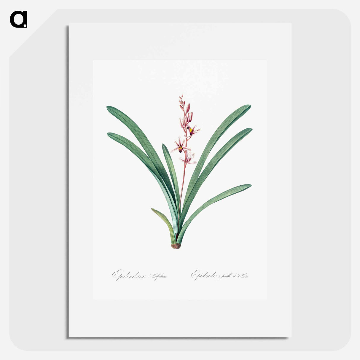 Boat orchid illustration - Pierre Joseph Redouté Poster.