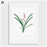 Boat orchid illustration - Pierre Joseph Redouté Poster.