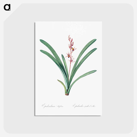 アートポストカード-Boat orchid illustration - ピエール ジョゼフ ルドゥーテ Postcard.