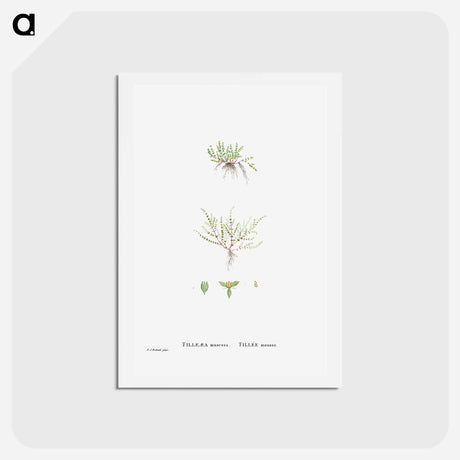 アートポストカード-Tilleaea Muscosa - ピエール ジョゼフ ルドゥーテ Postcard.