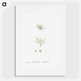 Tilleaea Muscosa - Pierre Joseph Redouté Poster.