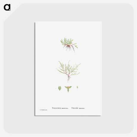 アートポストカード-Tilleaea Muscosa - ピエール ジョゼフ ルドゥーテ Postcard.