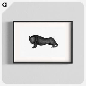 アートポスター-Wombat from An Account of the English Colony in New South Wales
 - 大英図書館 Poster.